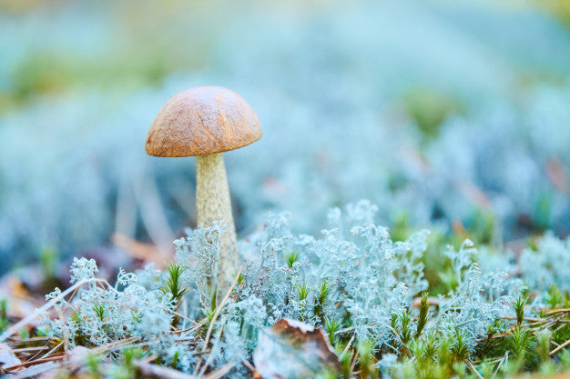 Magic Mushroom