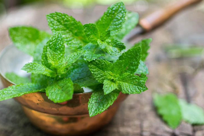 Why you should eat more mint