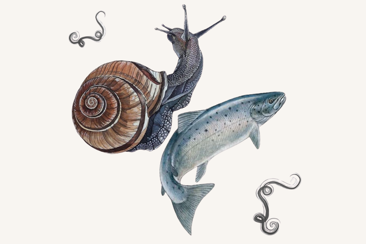 snail mucin for skin