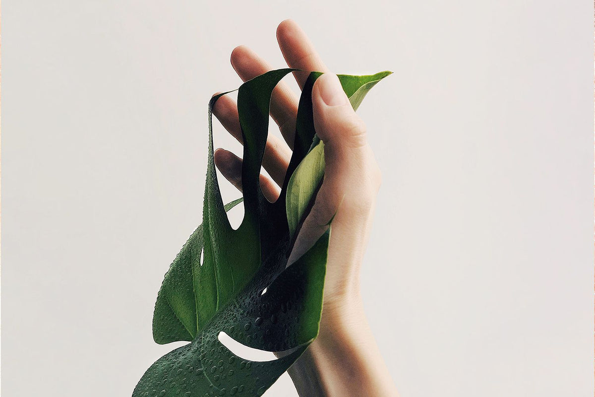leaf in a hand