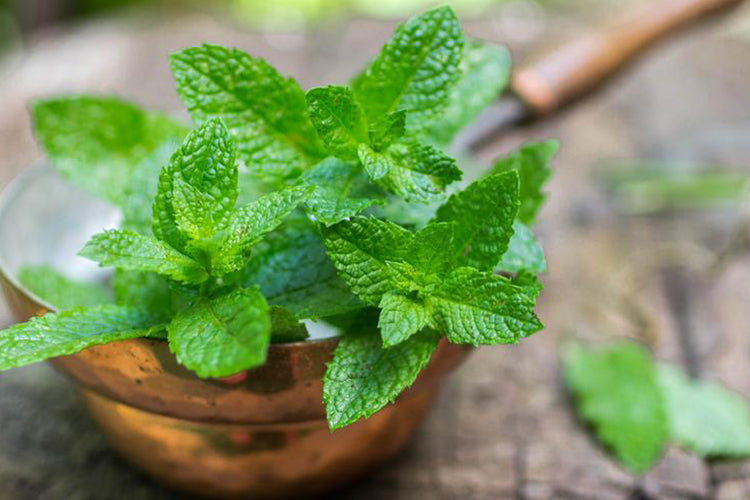 mint plant